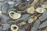 Slab Fossil Teredo (Shipworm Bored) Wood - England #63444-1